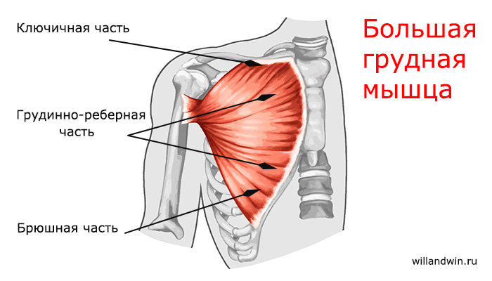  Большая грудная мышца 