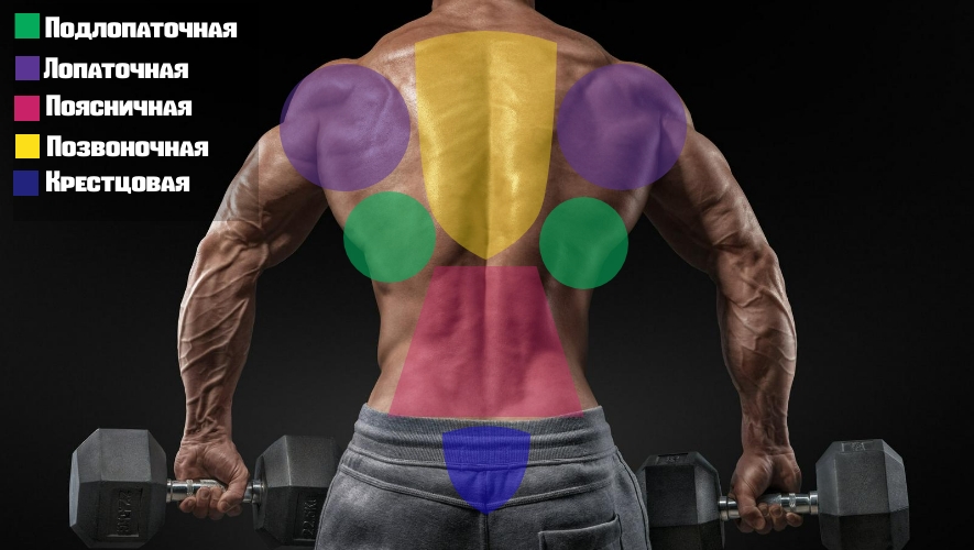 Расположение мышц спины
