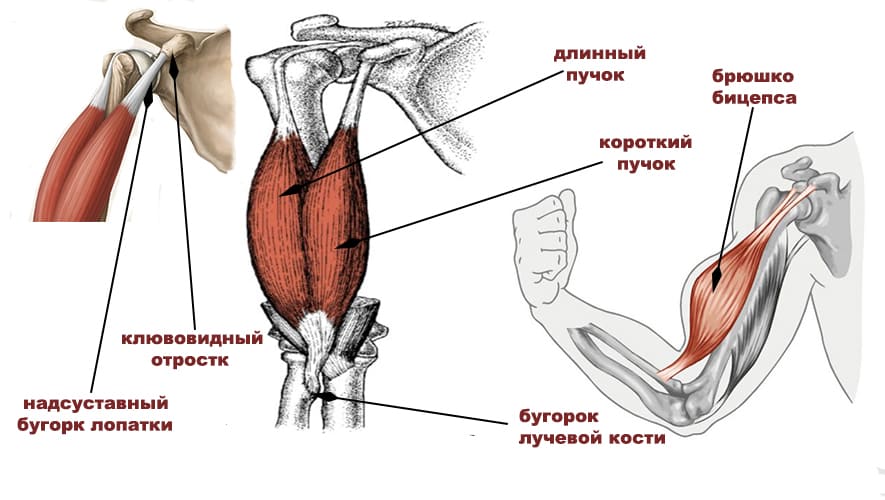 Бицепс(двуглавая мышца плеча) 