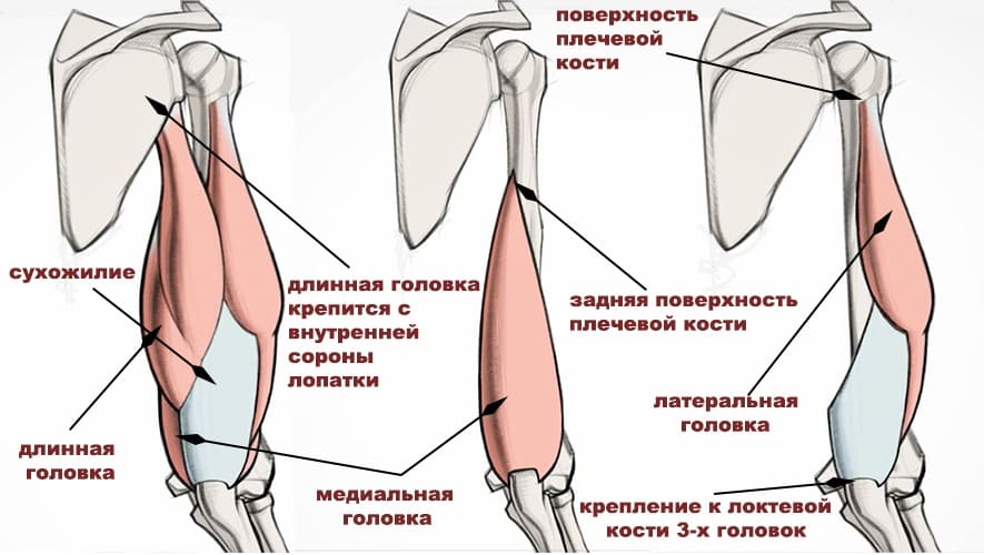 Трицепс(трехглавая мышца плеча) 