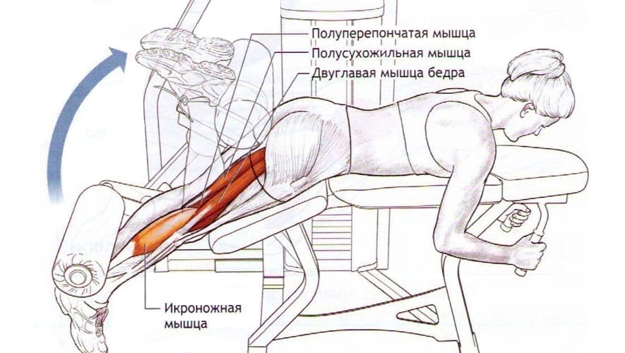 Мышцы работающие в Сгибание ног в тренажере