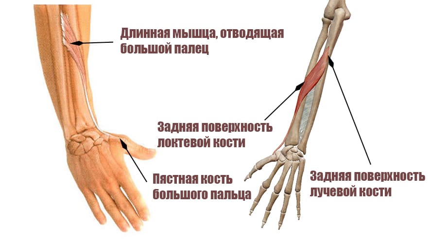 Длинная мышца, отводящая большой палец 
