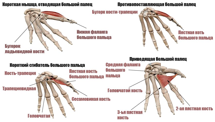 Мышцы большого пальца