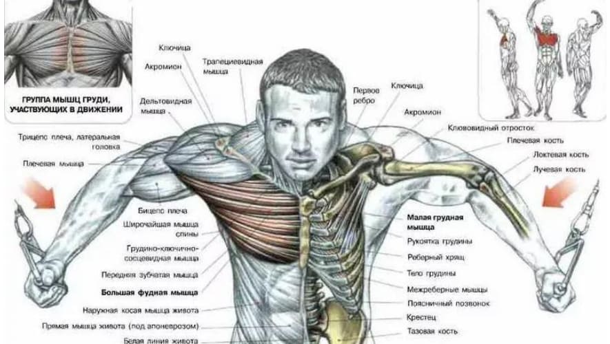 работающие мышцы