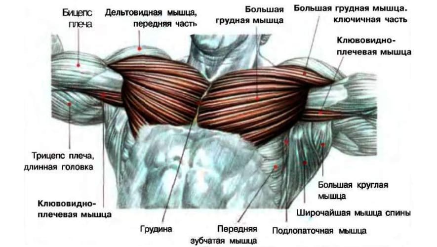  Анатомия мышц груди 