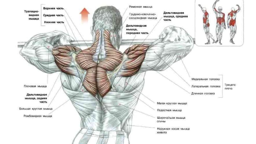 мышцы задействует тяга к подбородку