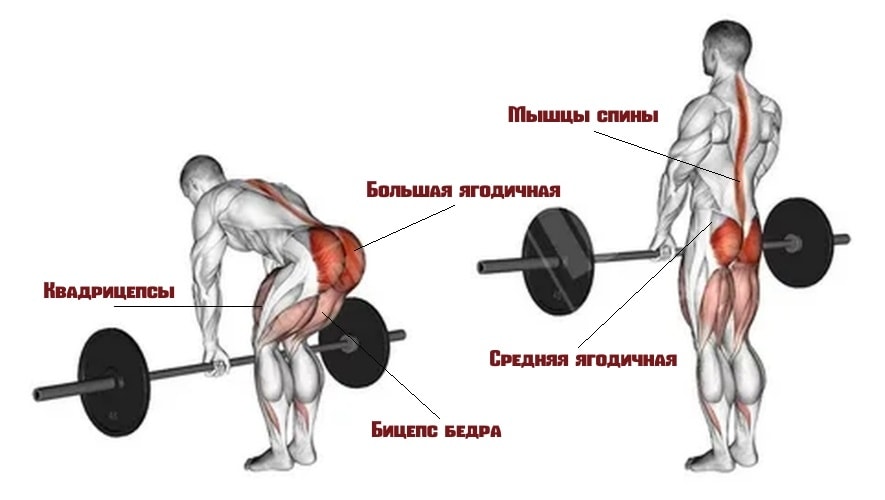Какие мышцы задействует румынская тяга 