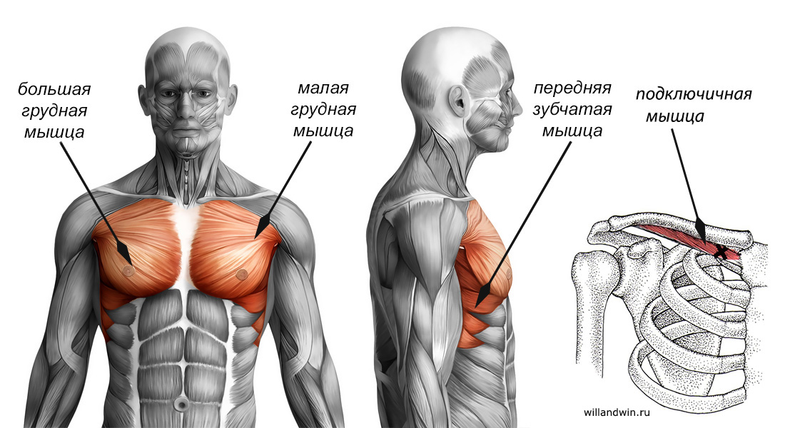 Мышцы груди анатомия картинки