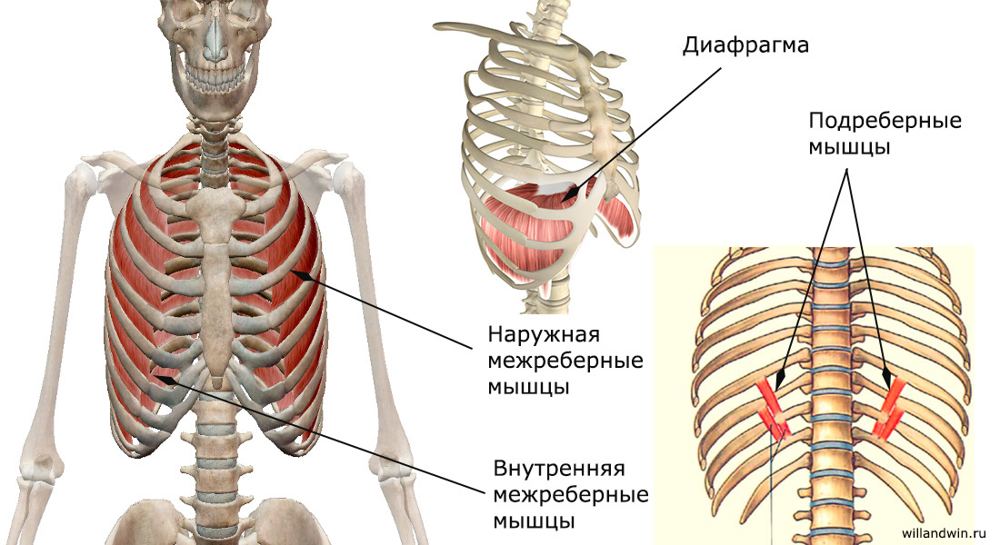 Три диафрагмы у человека. Наружные межреберные мышцы анатомия. Мышцы диафрагмы грудной клетки анатомия. Диафрагма и наружные межреберные мышцы. Внутренние межреберные мышцы.