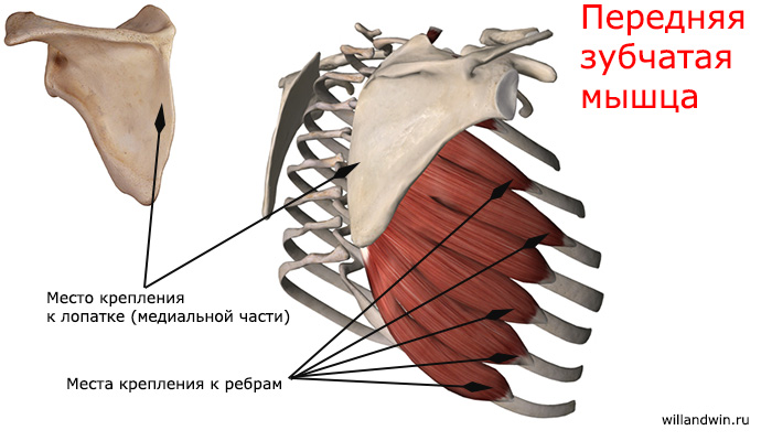 Функции грудной мышцы спины thumbnail