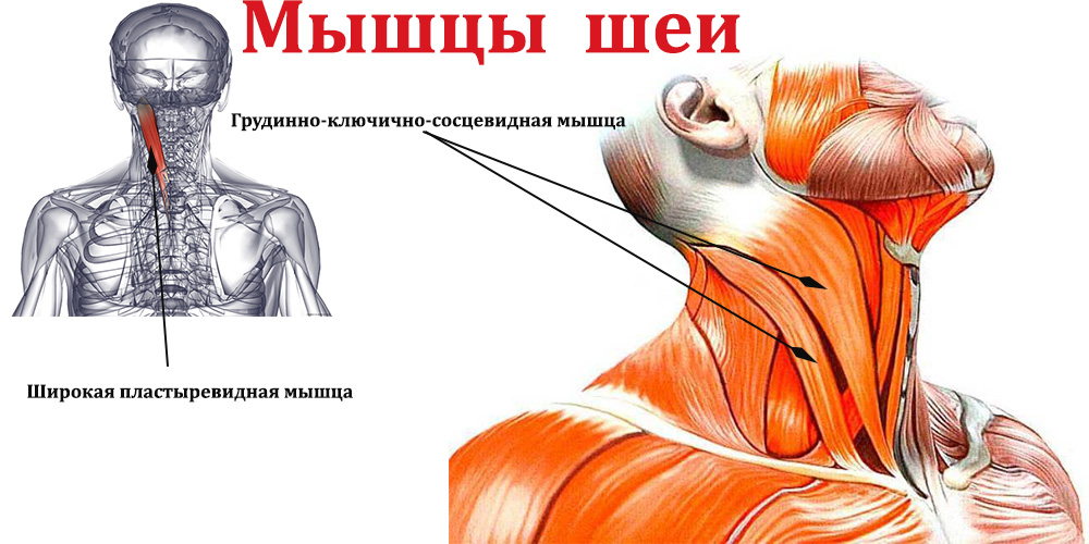 Тренировка мышцы шейной спины thumbnail