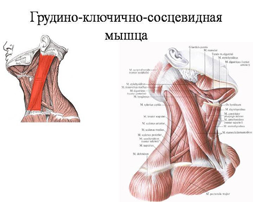 Тренировка мышц шеи с помощью