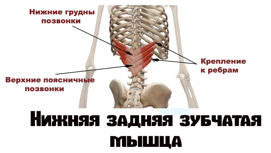 Мышцы позвоночника анатомия картинки thumbnail