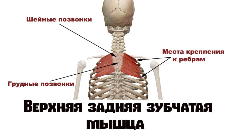 Задняя верхняя зубчатая мышца спины функция thumbnail