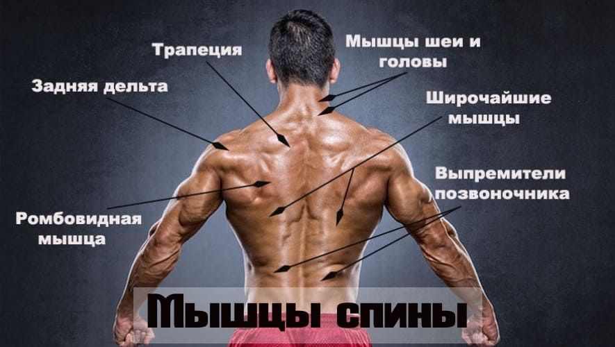 Название и функции мышц спины thumbnail