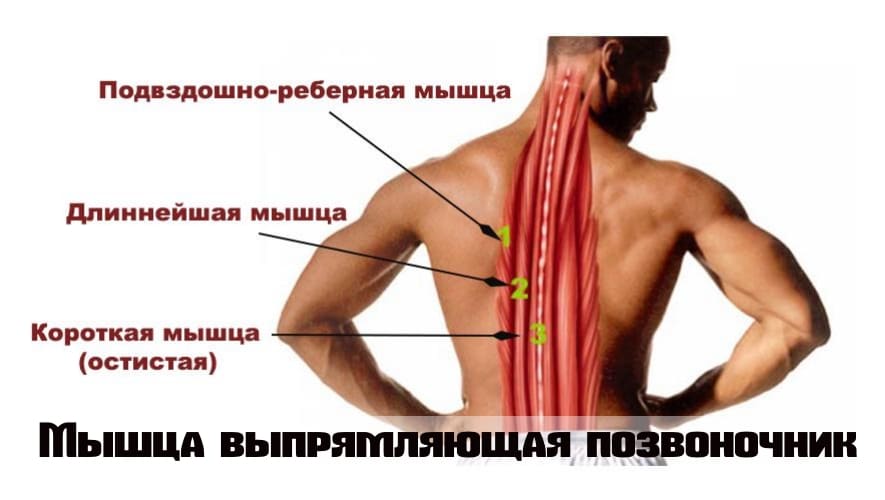 Разгибающие позвоночник мышцы спины thumbnail