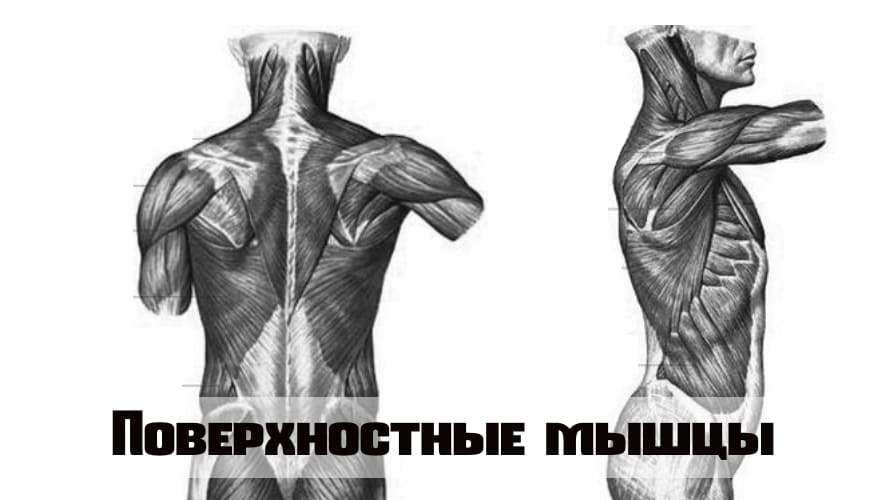 Разное развитие мышц спины thumbnail