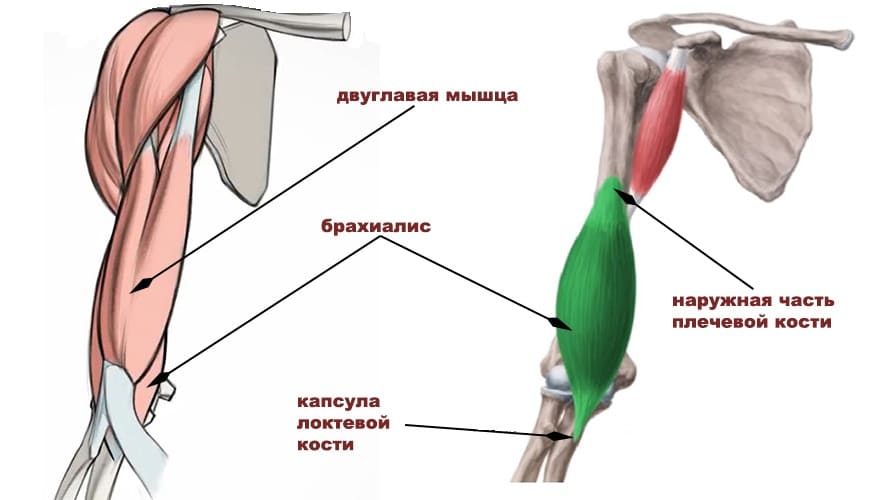 Основные мышцы сгибатели плечевого сустава thumbnail