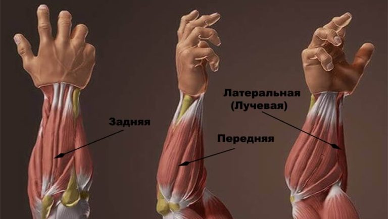 Группы мышц на руках в картинках