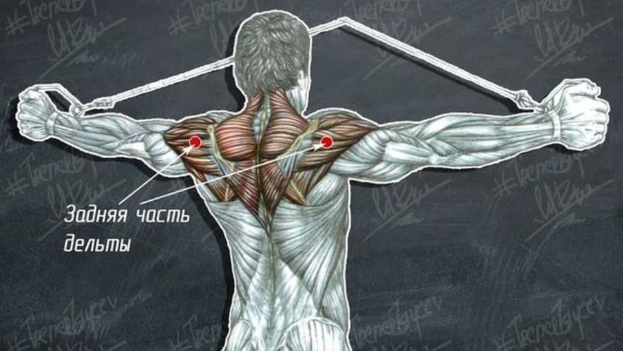 Задние дельтовидные мышцы спины thumbnail