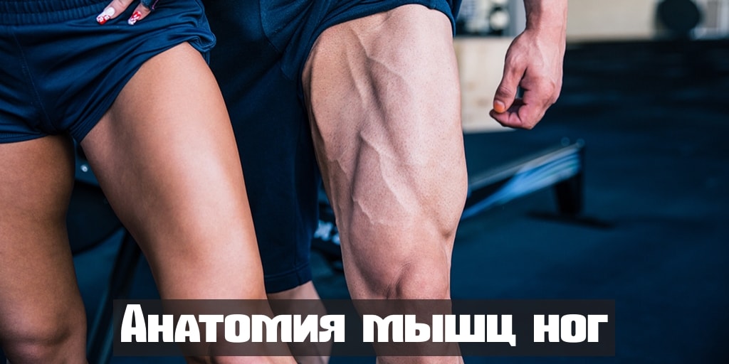 Кости ноги человека ниже колена