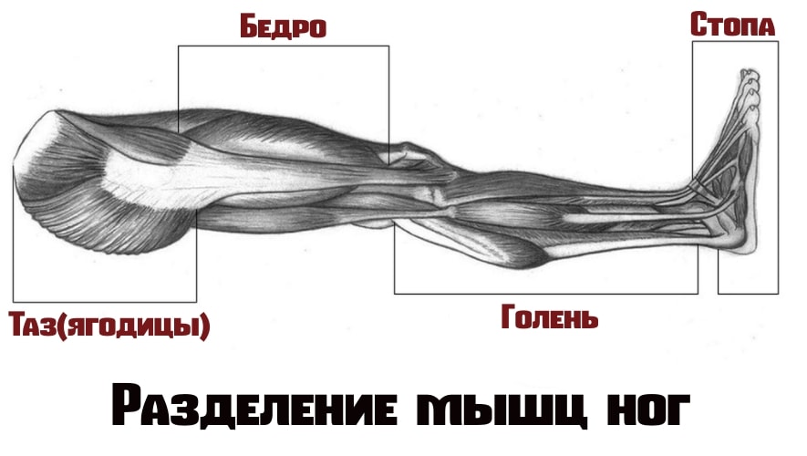 Разделение мышц ног 