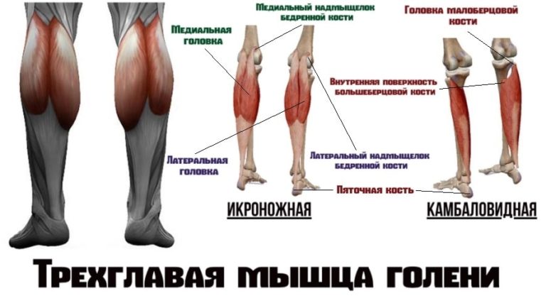 Строение мышц ног у женщин фото с описанием