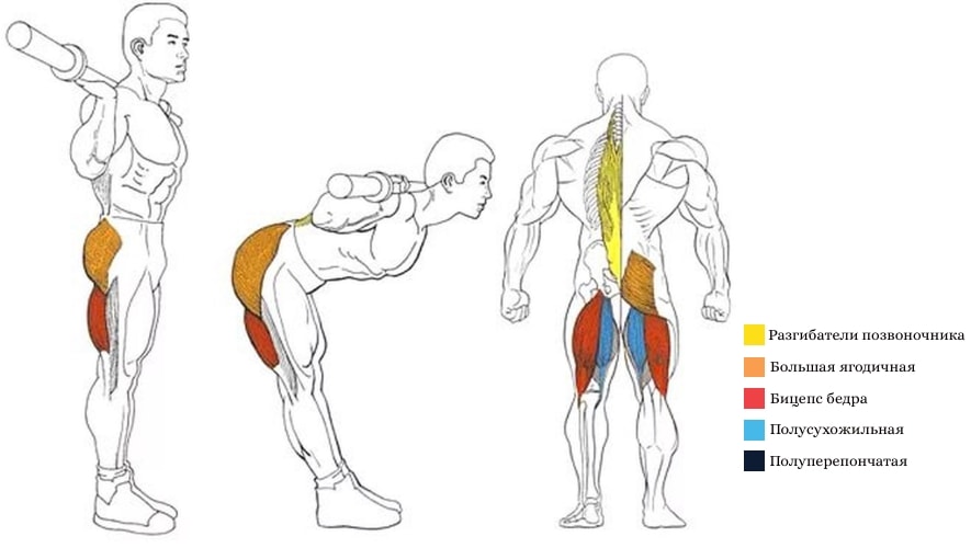  Какие мышцы задействуют наклоны со штангой на плечах