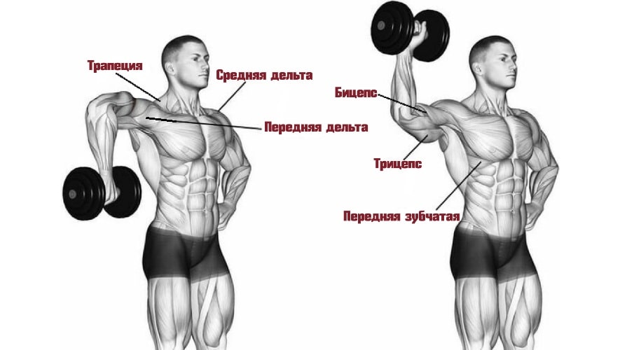 Работающие мышцы