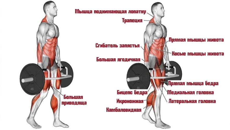 Работающие мышцы